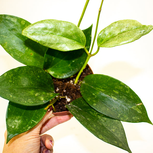 Hoya Macrophylla Silver Splash 12cm H20cm