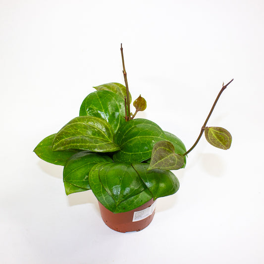 Hoya Sarawak Cream 12cm H10cm