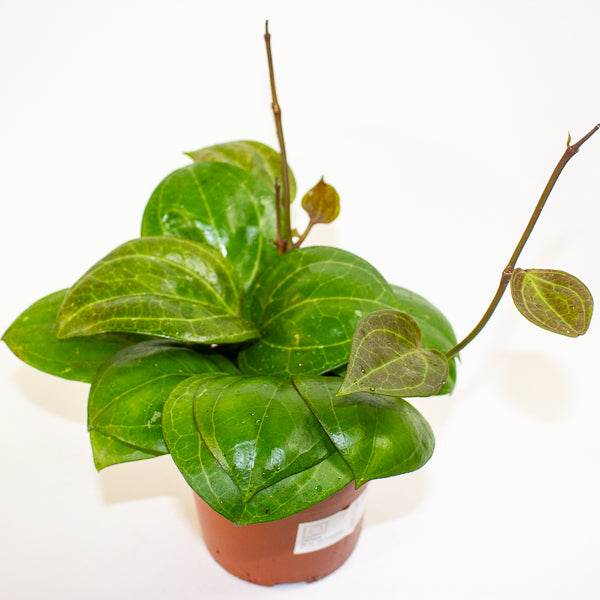 Hoya Sarawak Cream 12cm H10cm