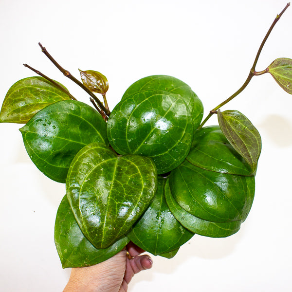 Hoya Sarawak Cream 12cm H10cm