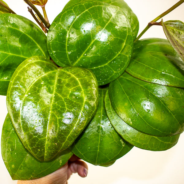 Hoya Sarawak Cream 12cm H10cm