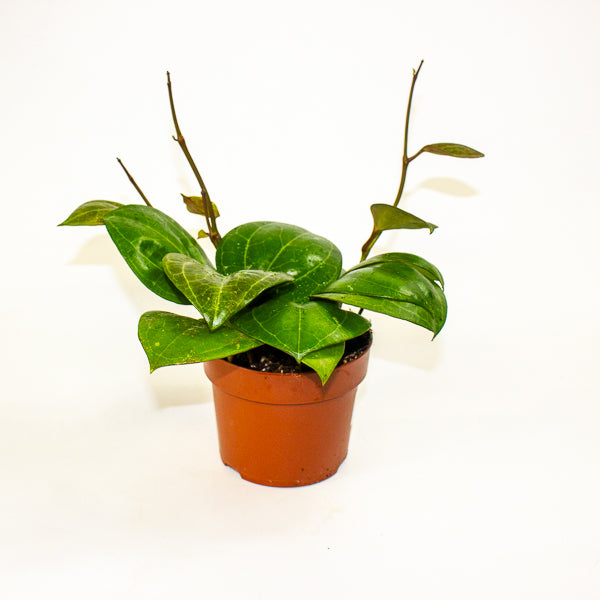 Hoya Sarawak Cream 12cm H10cm