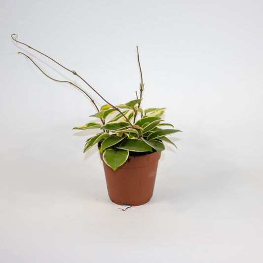Hoya carnosa Krimson Queen Ø12cm H30cm