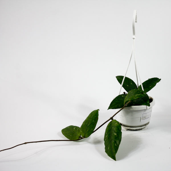 Hoya sp. 'Gayo Lues' / Aceh