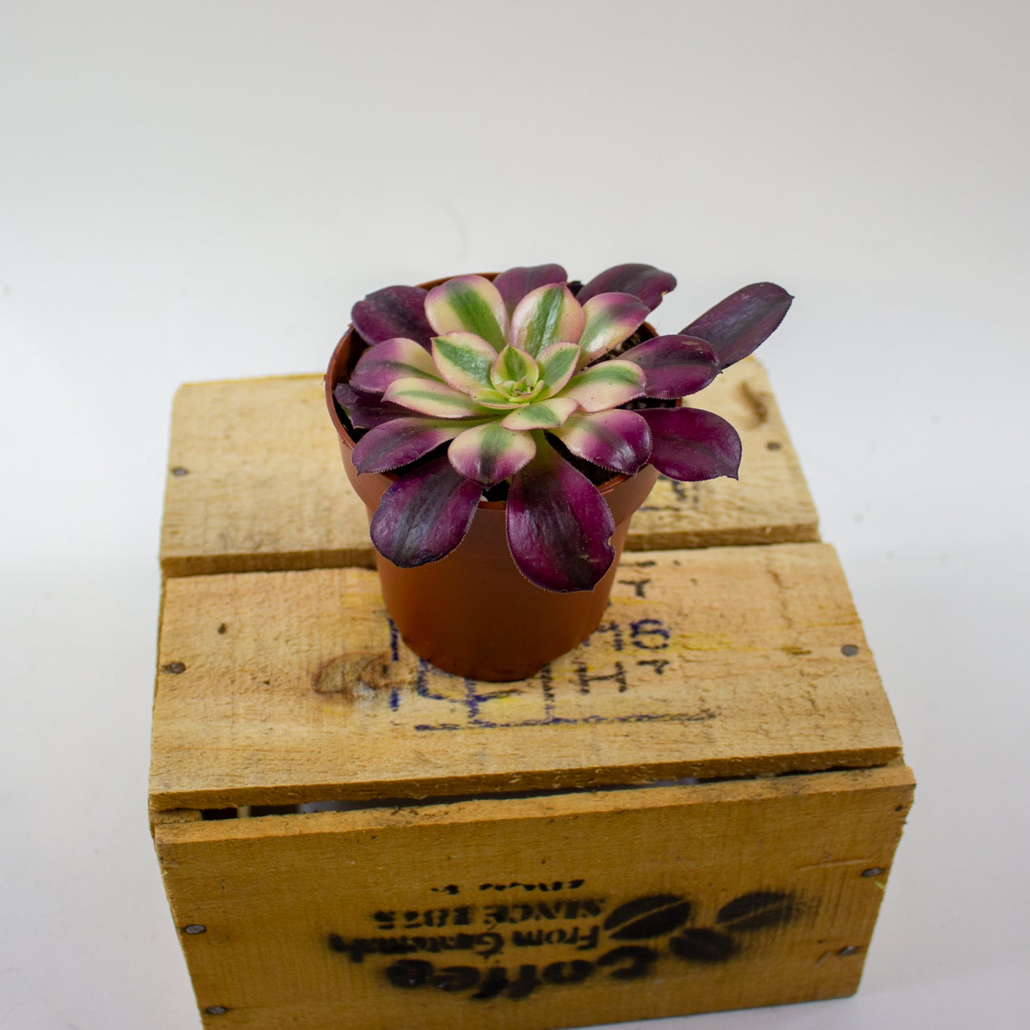 Aeonium Pink Witch 8.5cm H14cm