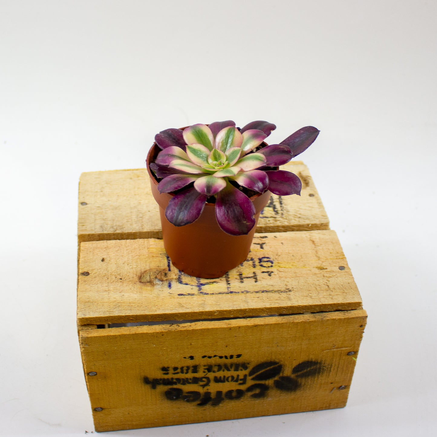 Aeonium Pink Witch 8.5cm H14cm