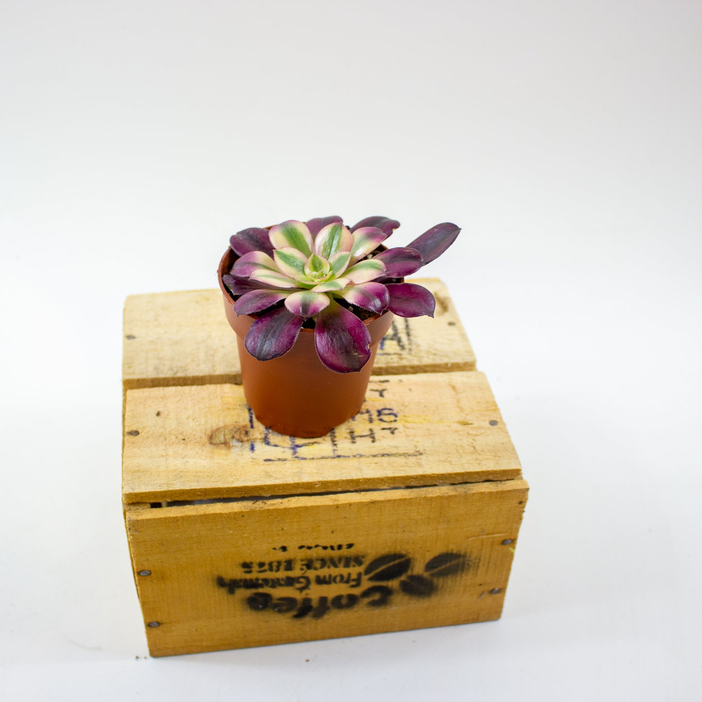 Aeonium Pink Witch 8.5cm H14cm