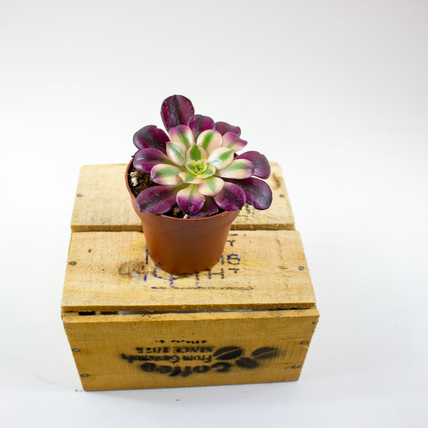 Aeonium Pink Witch 8.5cm H14cm