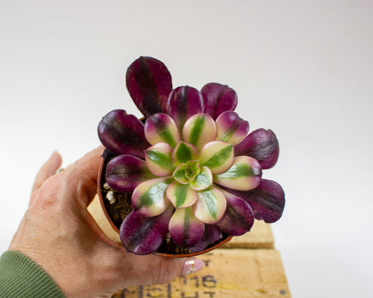 Aeonium Pink Witch 8.5cm H14cm