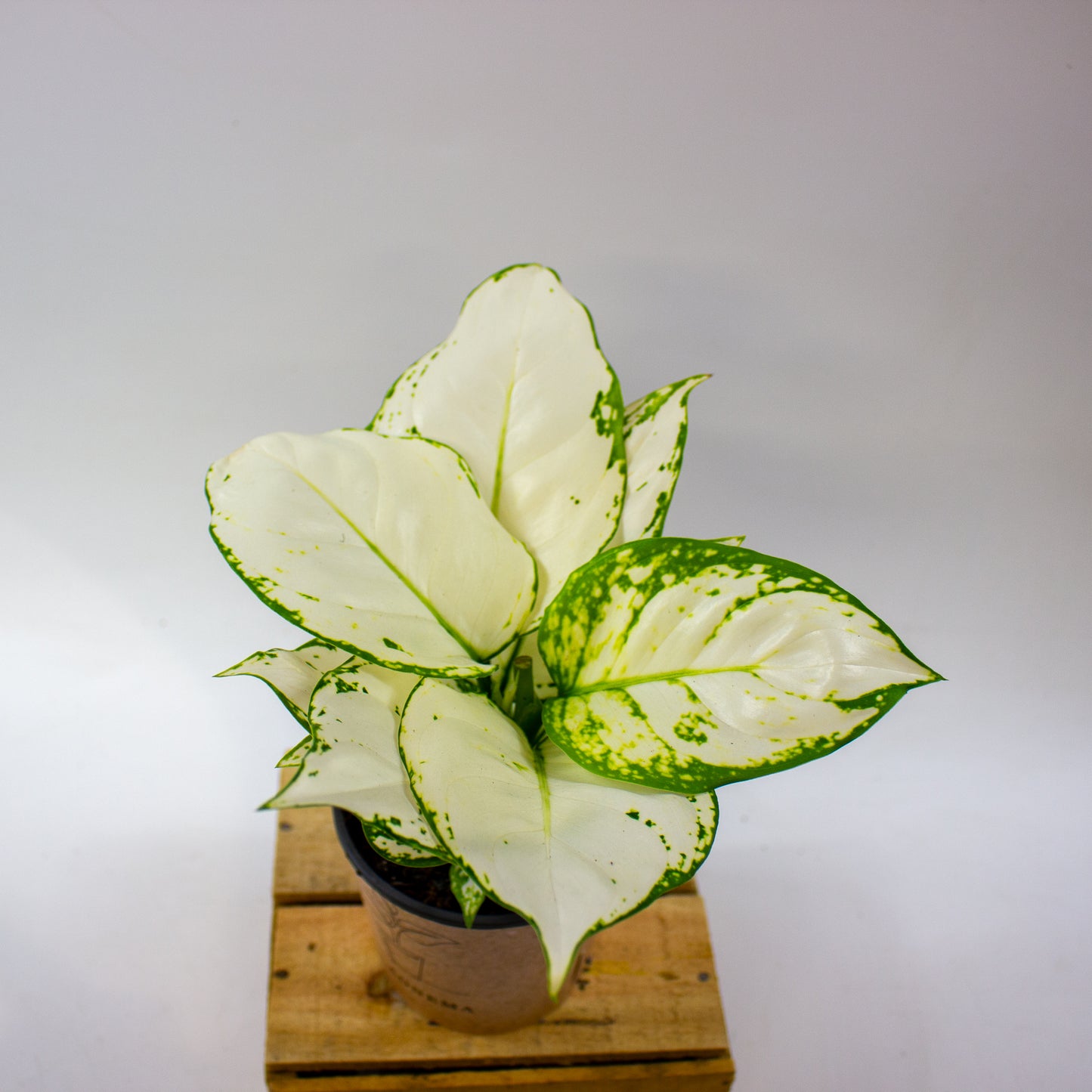aglaonema kiwi Aglaonema White Kiwi 12cm H30cm – Emm's Plant House