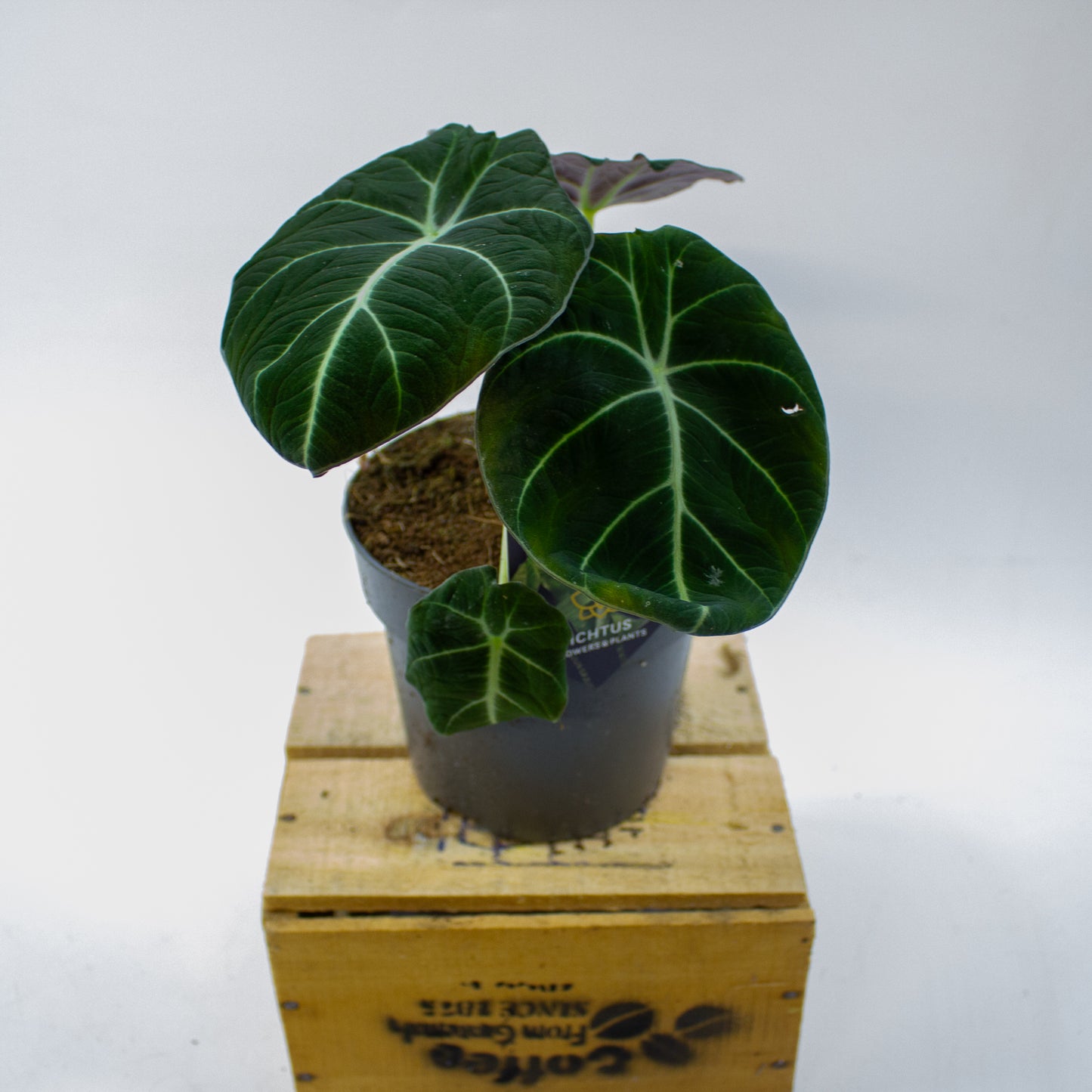 Alocasia Black Velvet 14cm H35cm