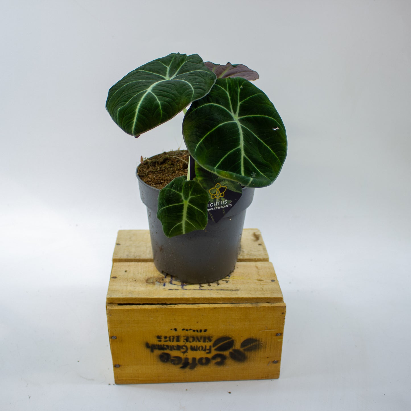 Alocasia Black Velvet 14cm H35cm