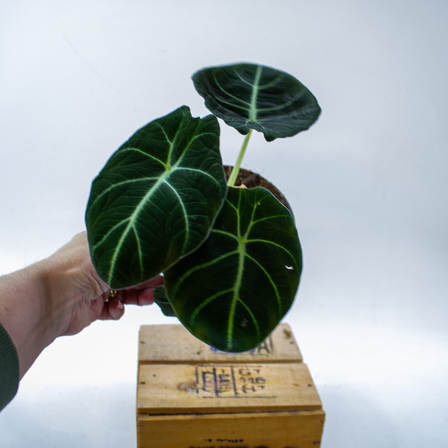 Alocasia Black Velvet 14cm H35cm