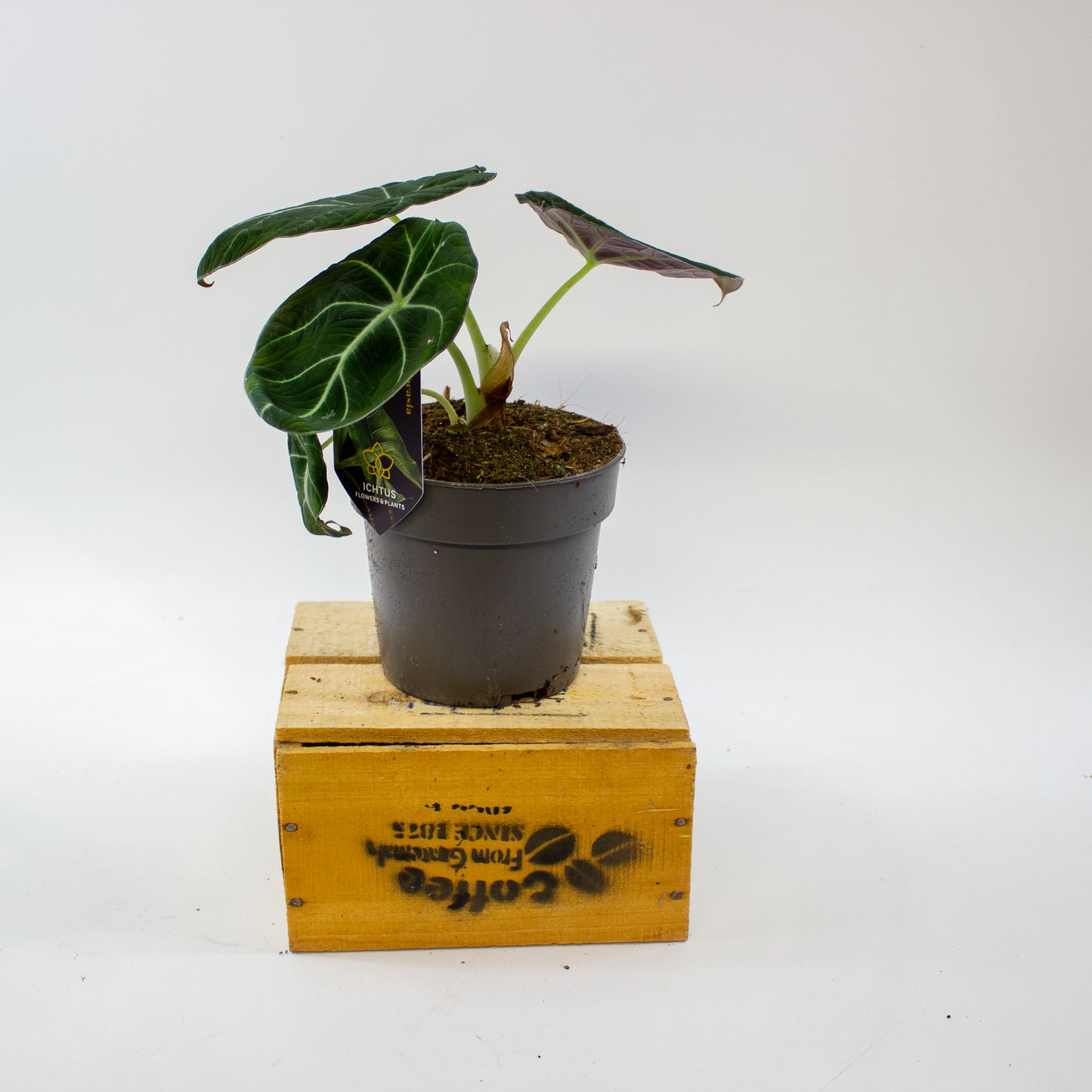 Alocasia Black Velvet 14cm H35cm