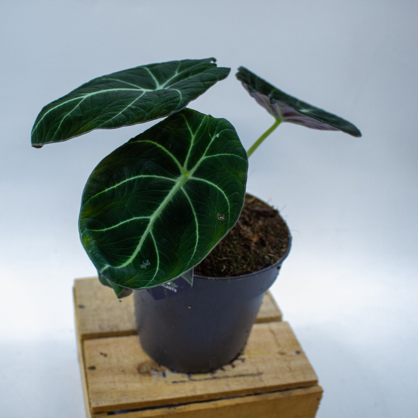 Alocasia Black Velvet 14cm H35cm