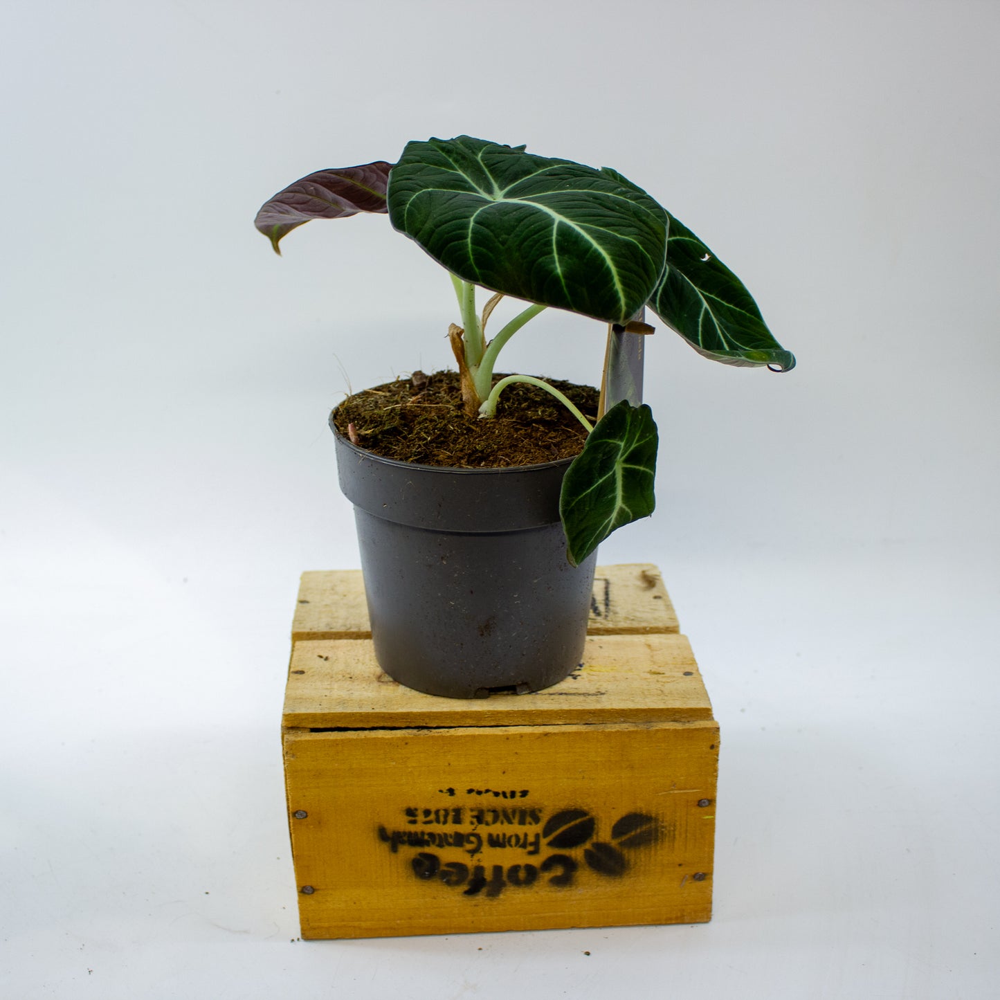 Alocasia Black Velvet 14cm H35cm
