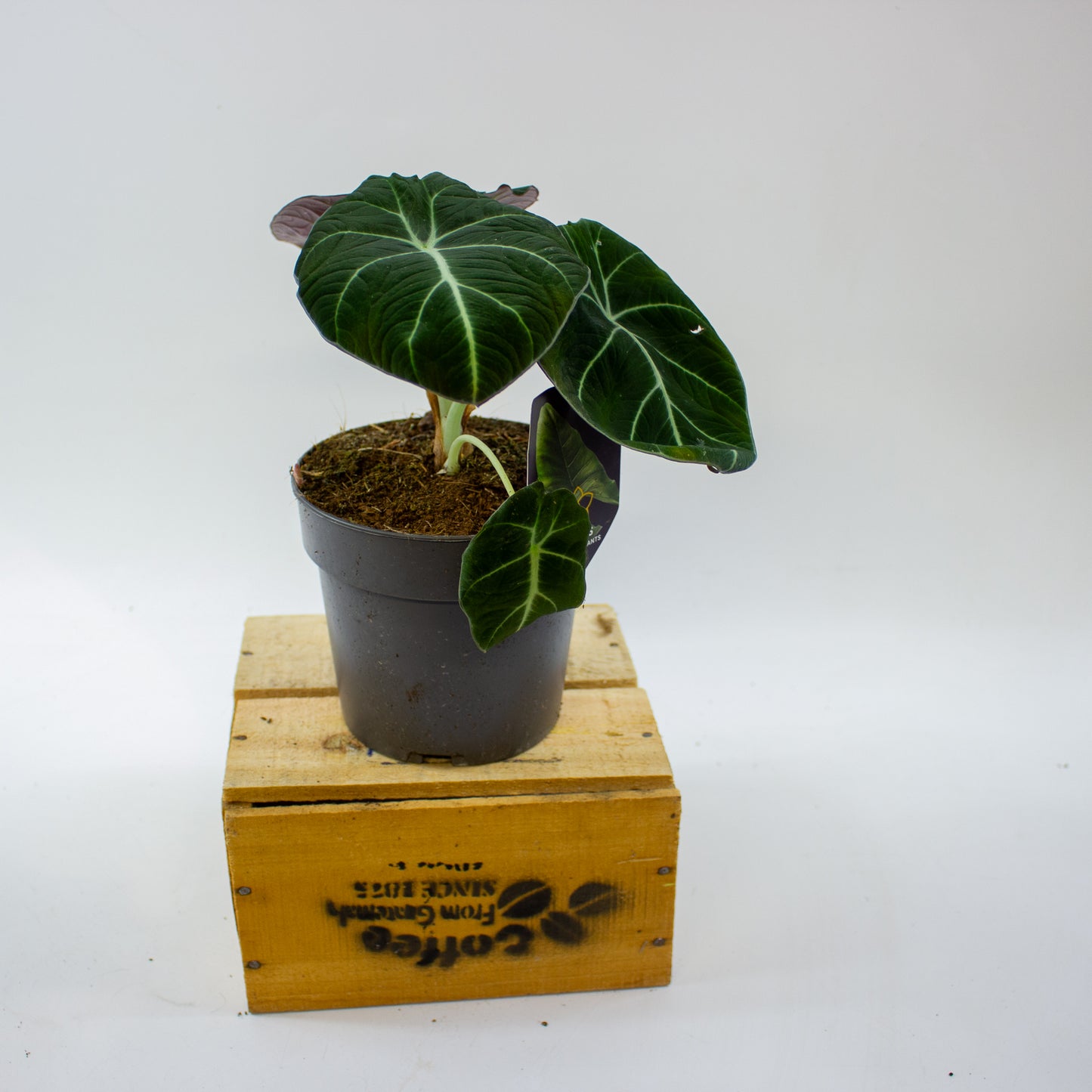 Alocasia Black Velvet 14cm H35cm