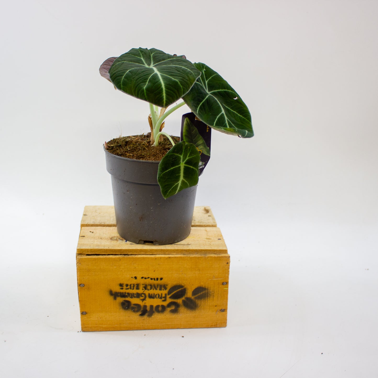 Alocasia Black Velvet 14cm H35cm