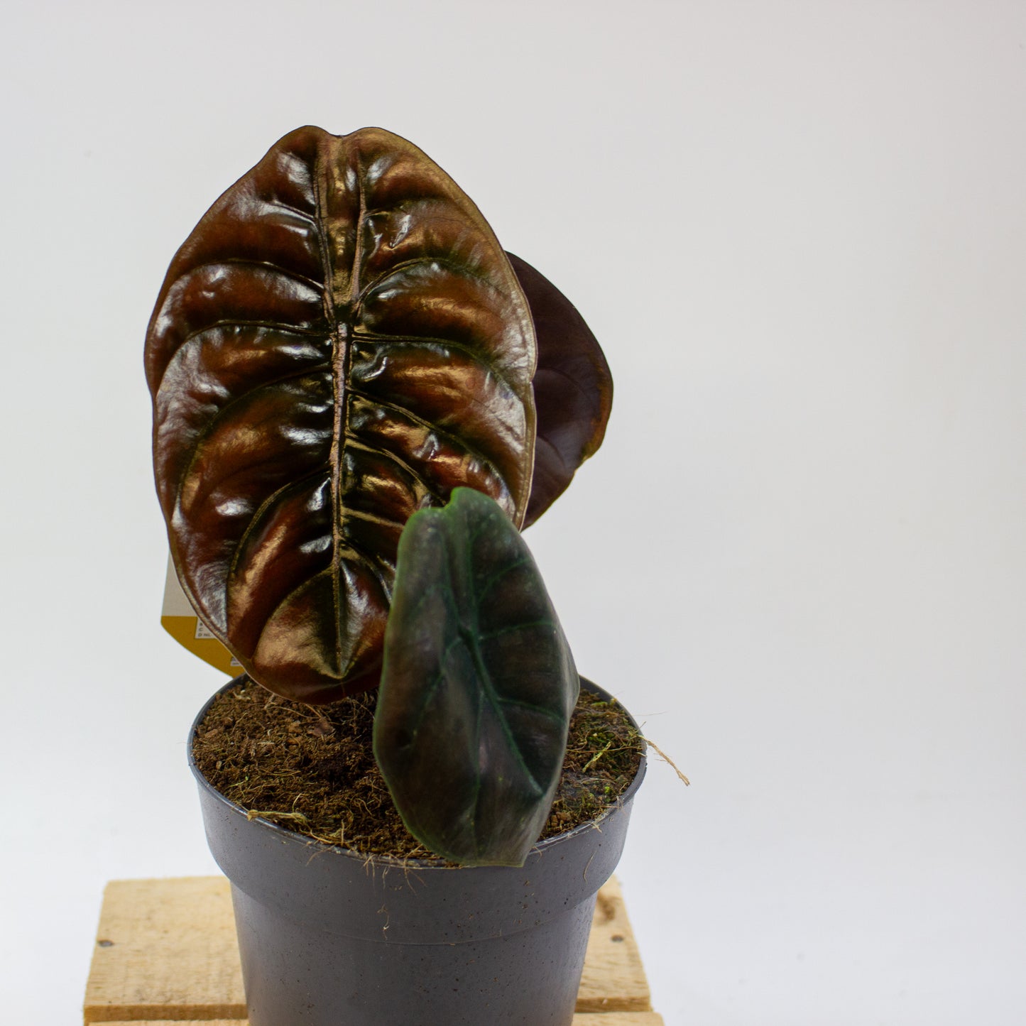 Alocasia cuprea Red Secret 14cm H35cm