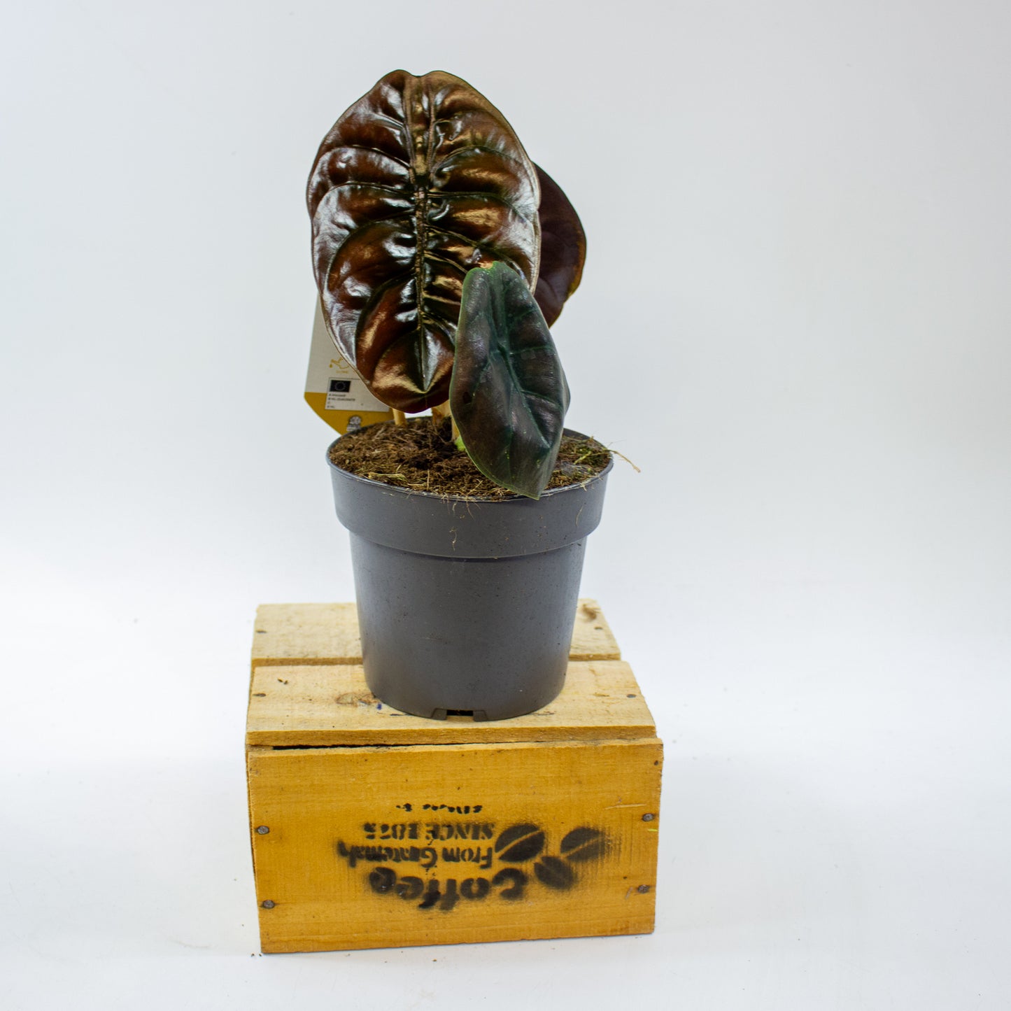 Alocasia cuprea Red Secret 14cm H35cm