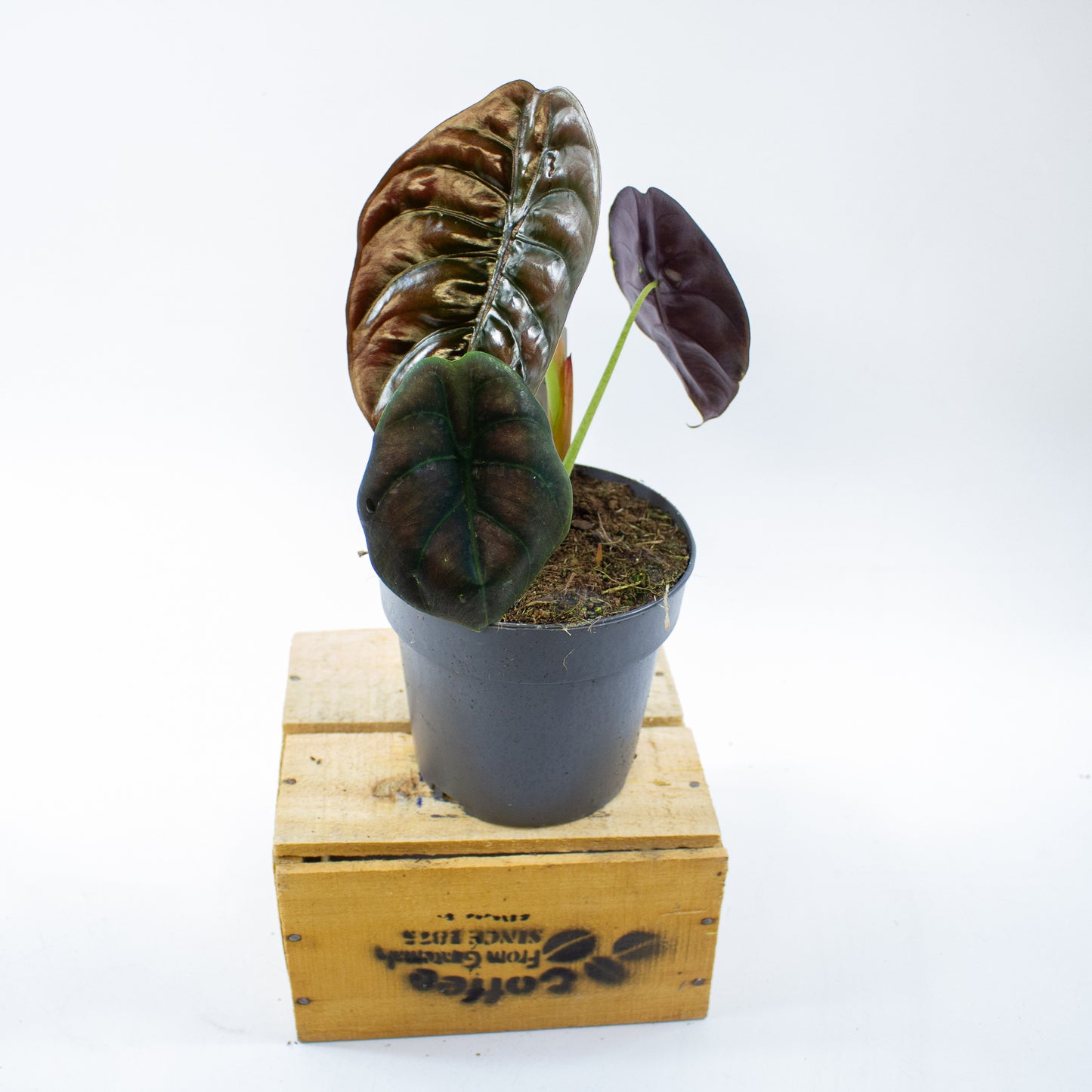 Alocasia cuprea Red Secret 14cm H35cm