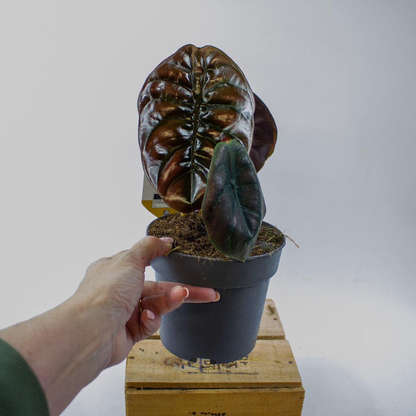 Alocasia cuprea Red Secret 14cm H35cm