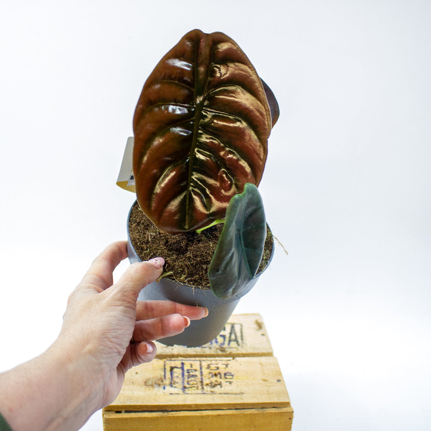 Alocasia cuprea Red Secret 14cm H35cm