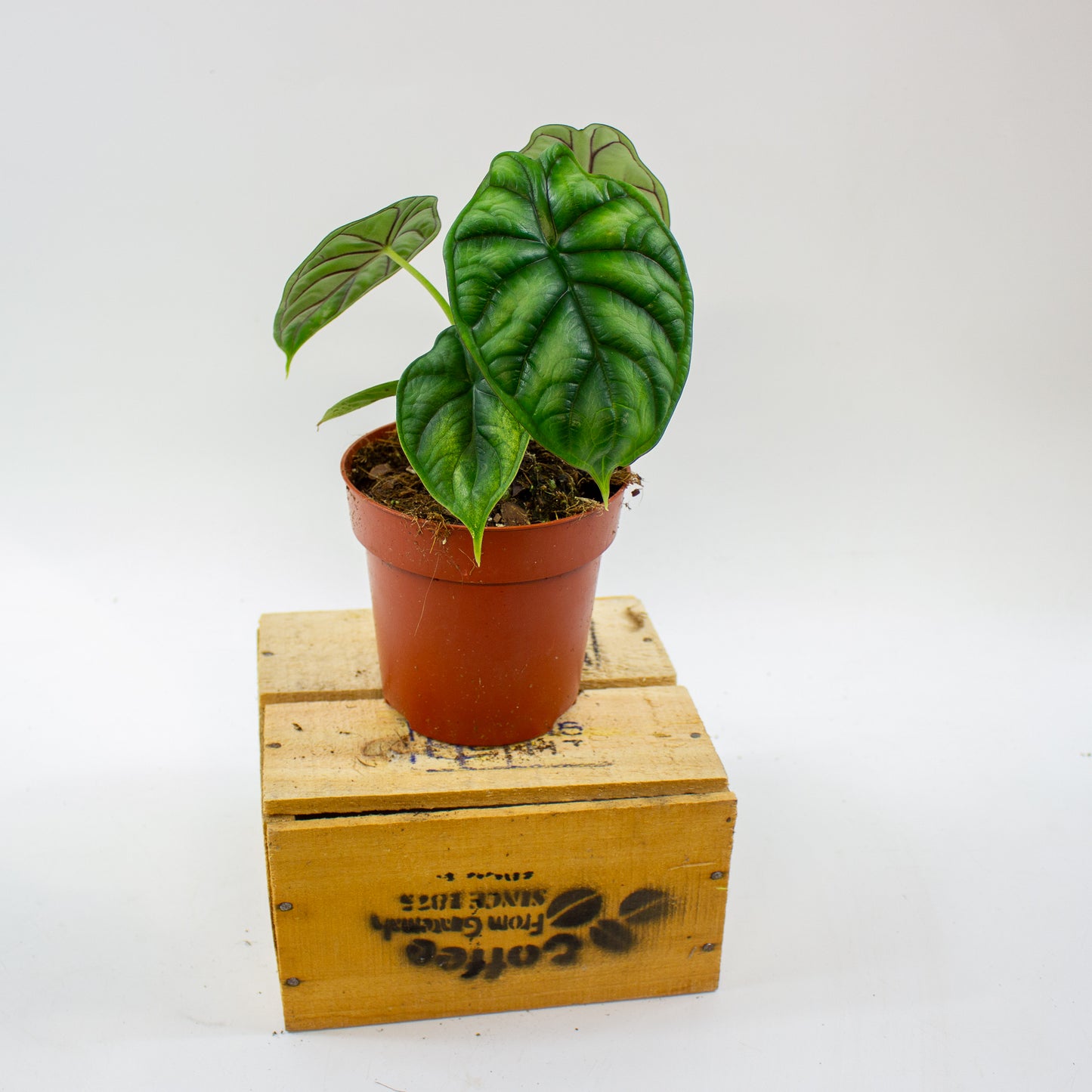 Alocasia Dragon Scale 12cm H25cm