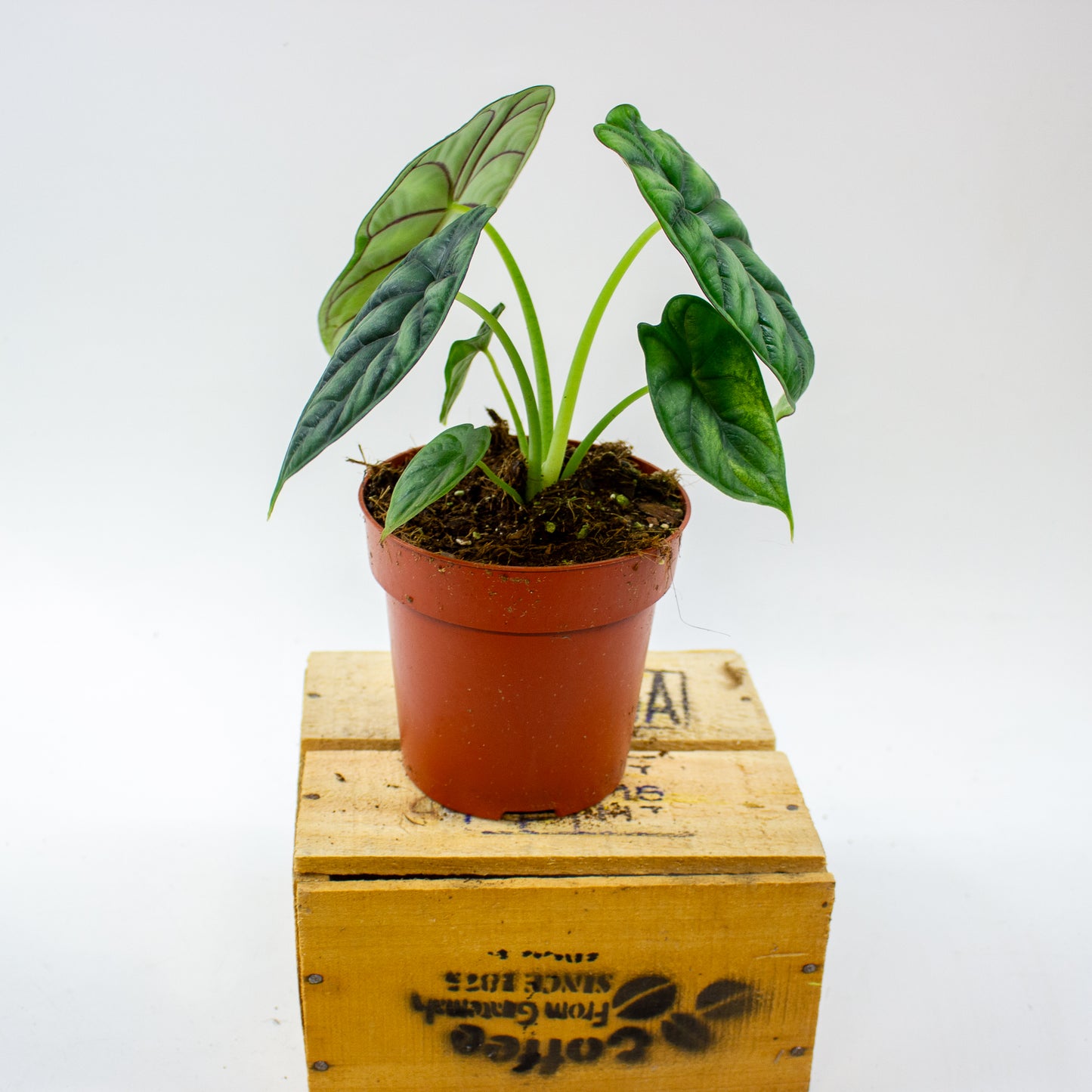 Alocasia Dragon Scale 12cm H25cm