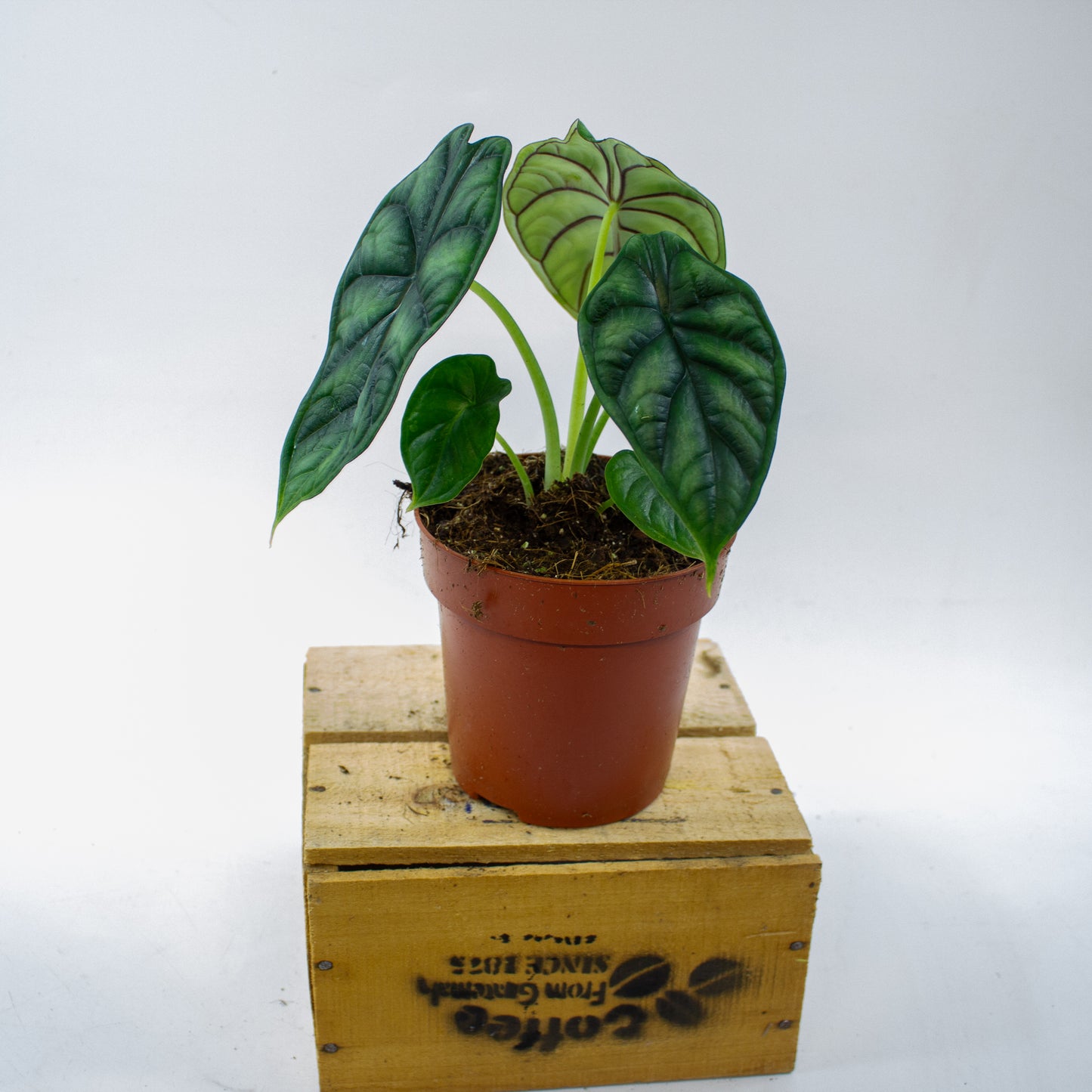 Alocasia Dragon Scale 12cm H25cm