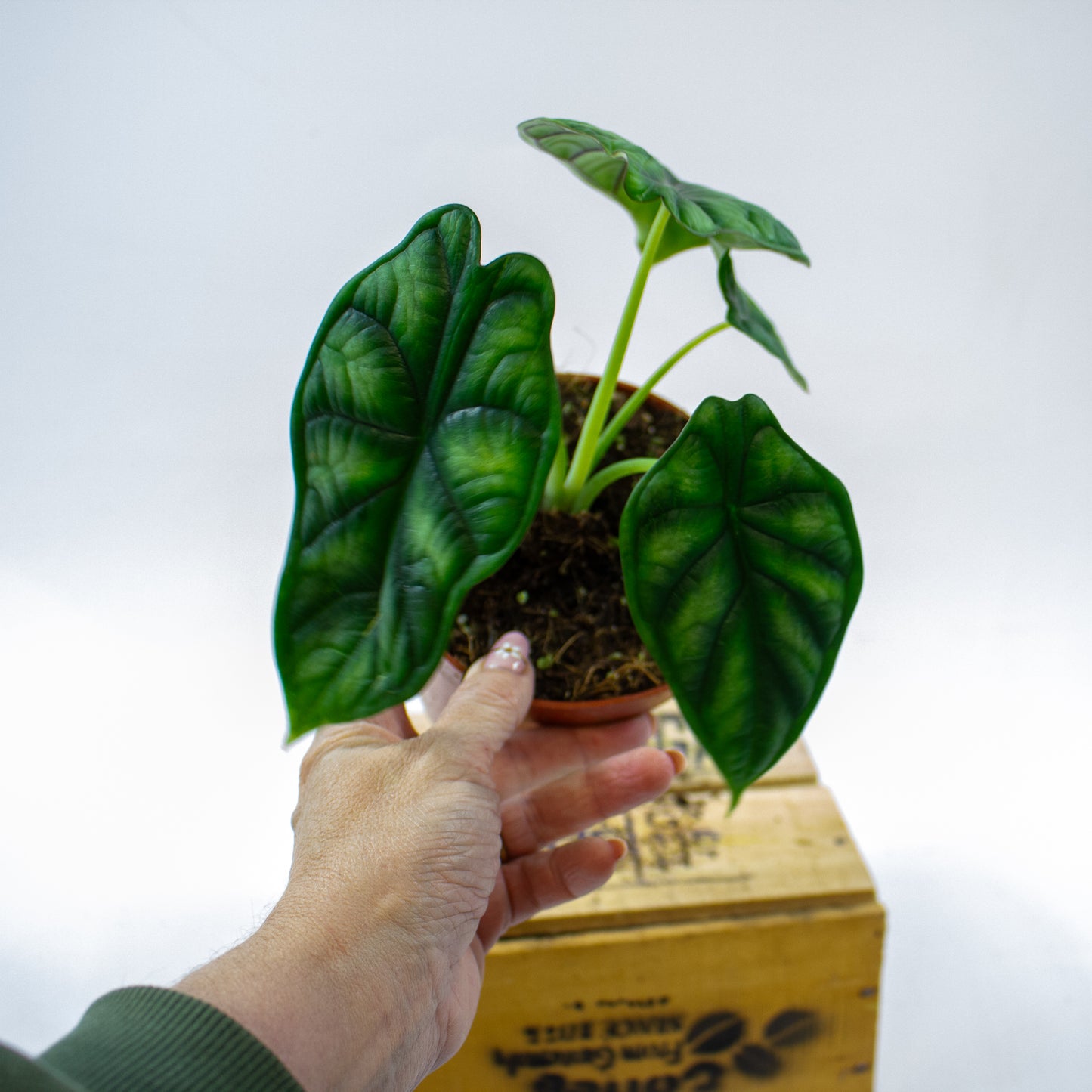 Alocasia Dragon Scale 12cm H25cm