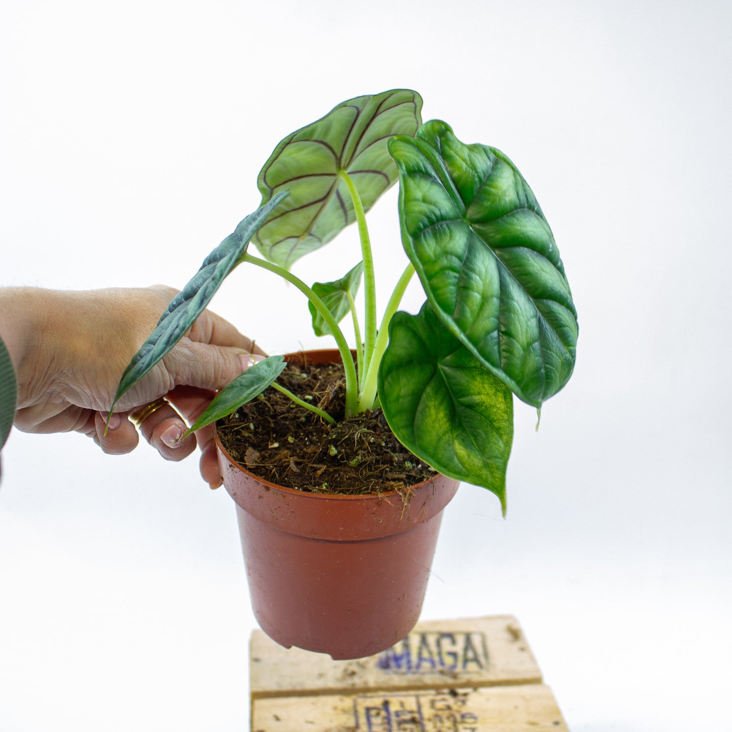 Alocasia Dragon Scale 12cm H25cm