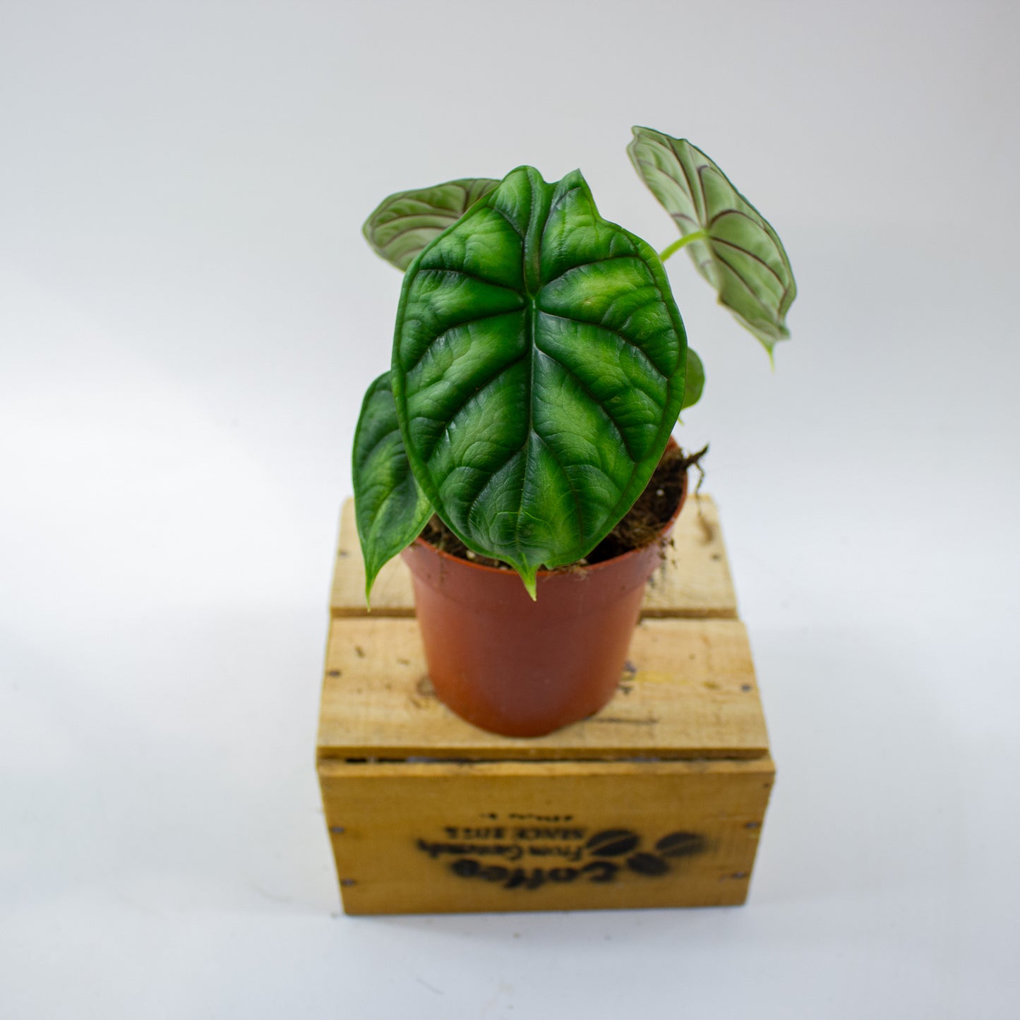 Alocasia Dragon Scale 12cm H25cm