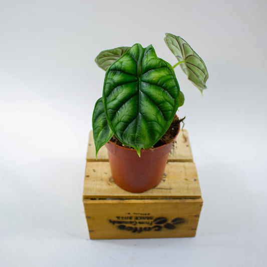 Alocasia Dragon Scale 12cm H25cm