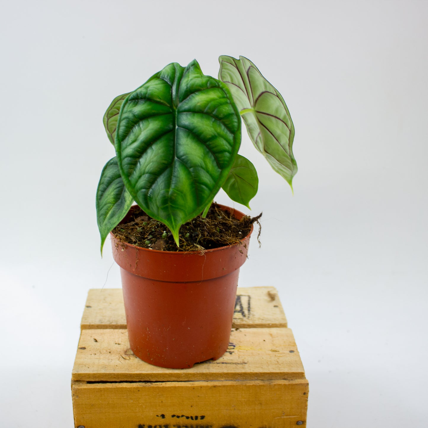 Alocasia Dragon Scale 12cm H25cm