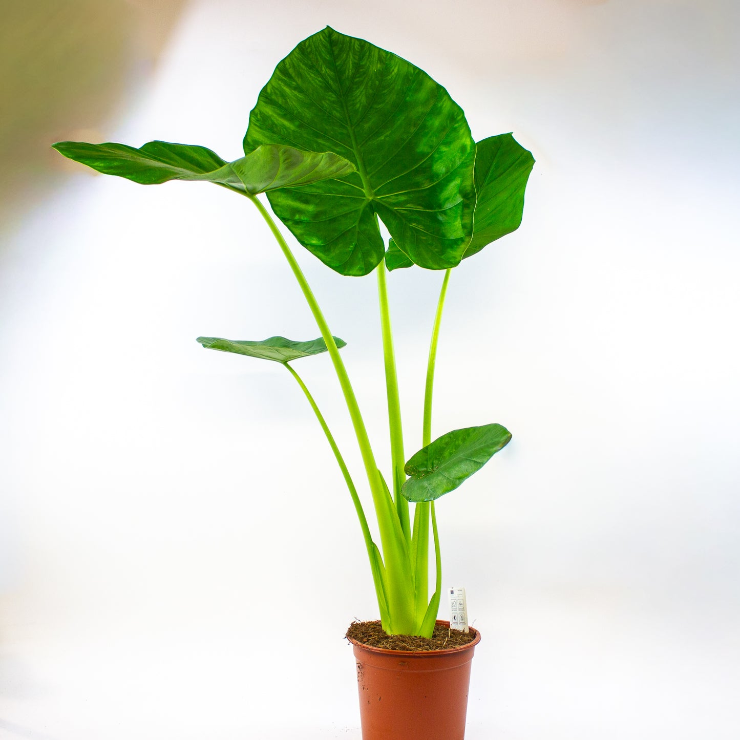 Alocasia macrorrhizos 19cm H90cm