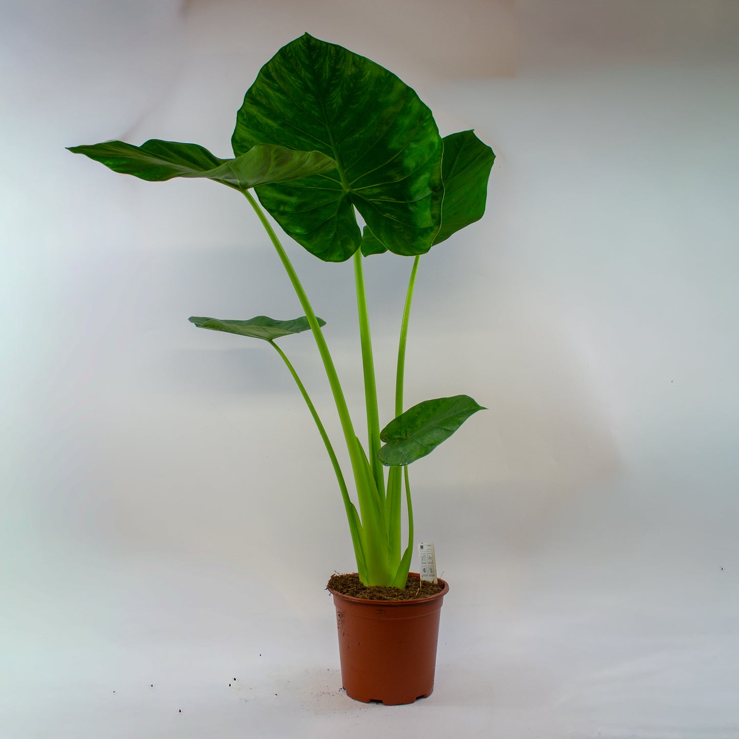 Alocasia macrorrhizos 19cm H90cm