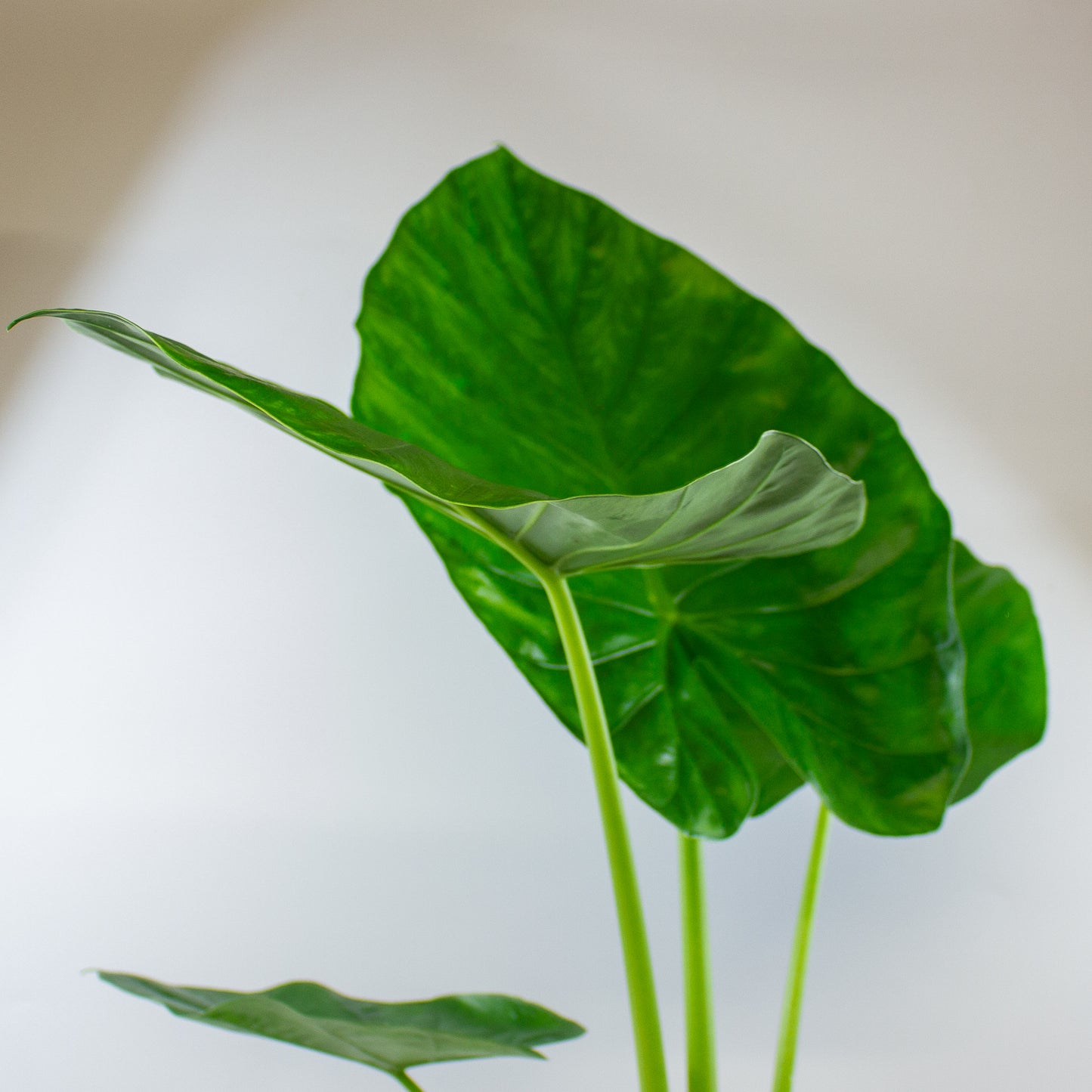 Alocasia macrorrhizos 19cm H90cm