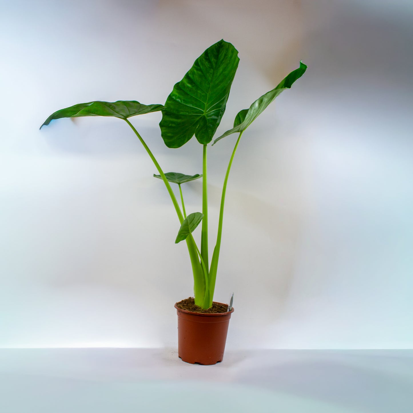 Alocasia macrorrhizos 19cm H90cm