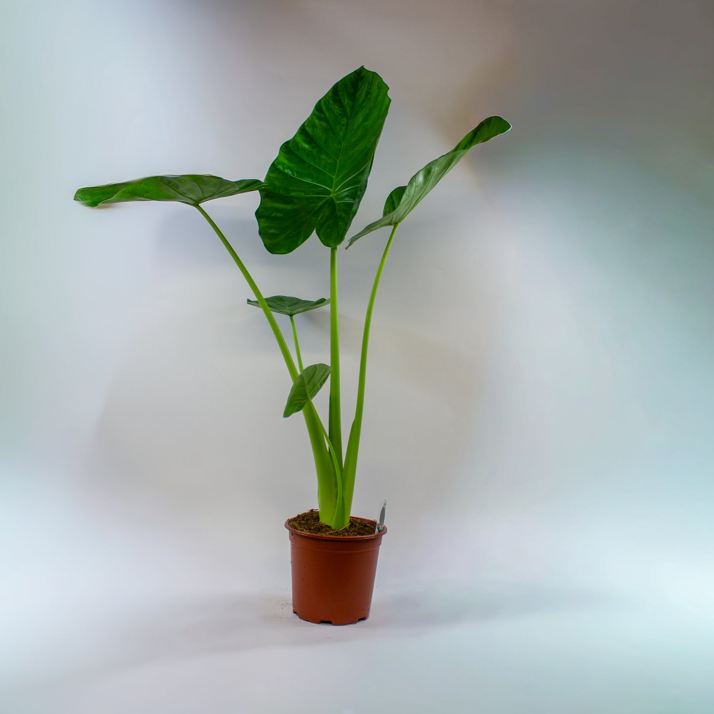 Alocasia macrorrhizos 19cm H90cm