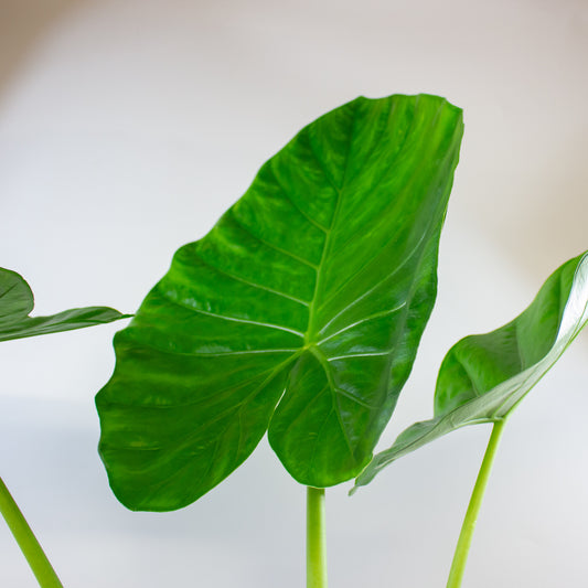 Alocasia macrorrhizos 19cm H90cm