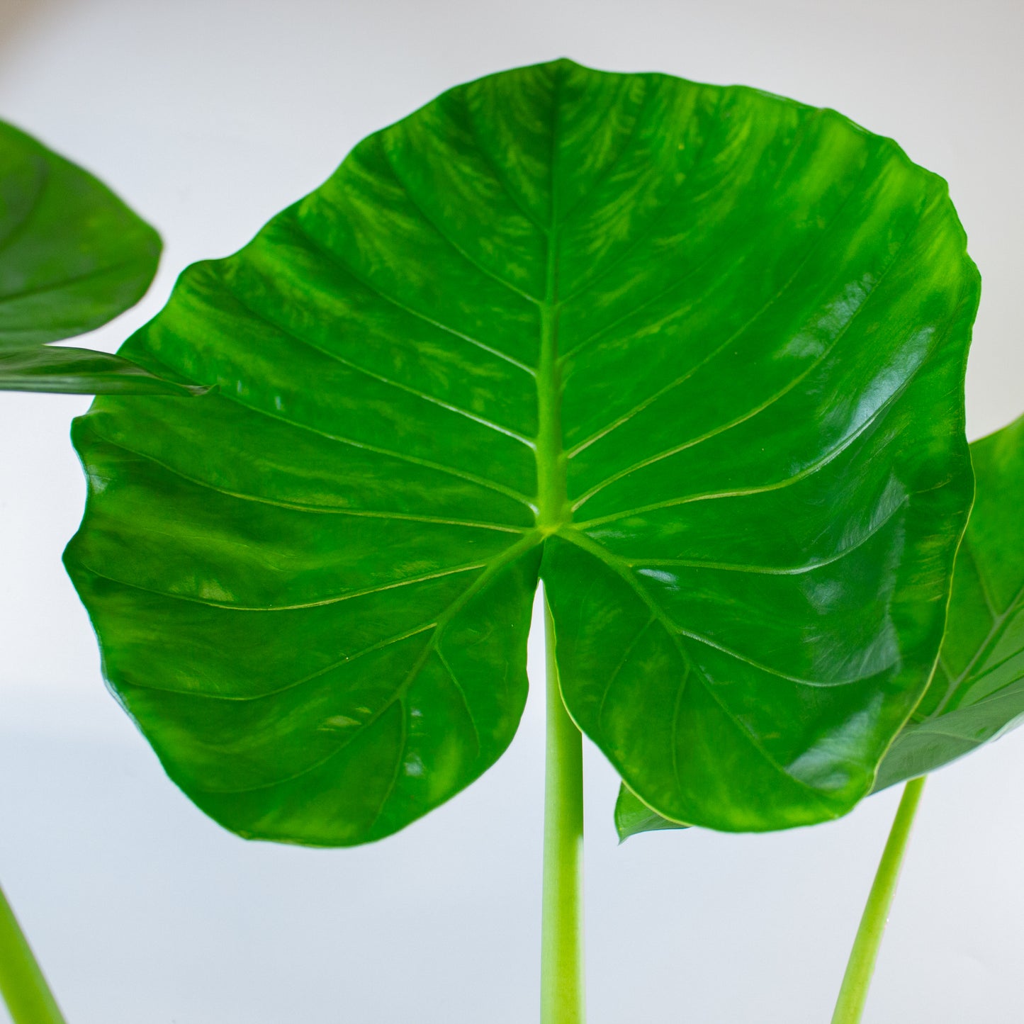 Alocasia macrorrhizos 19cm H90cm