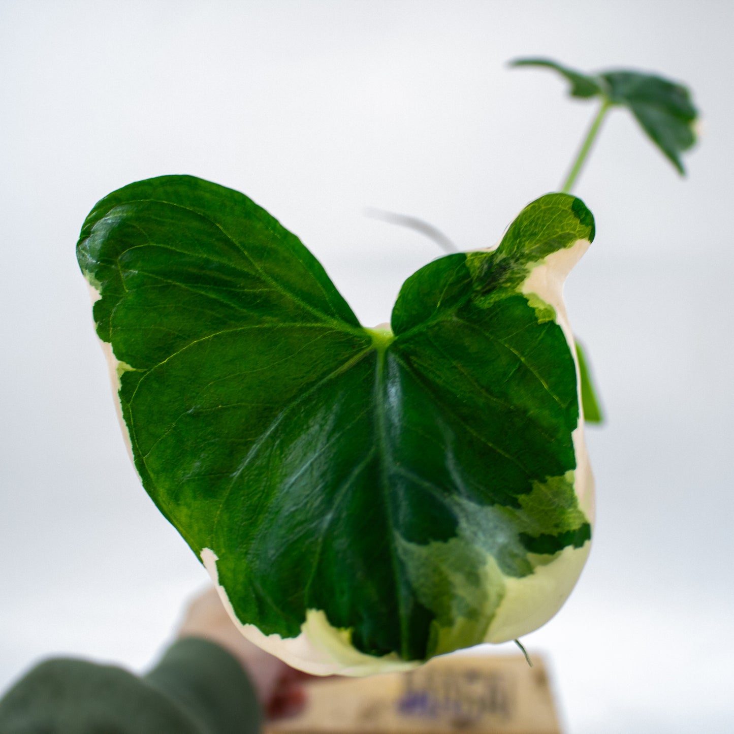 Alocasia mickey mouse 10.5cm H20cm