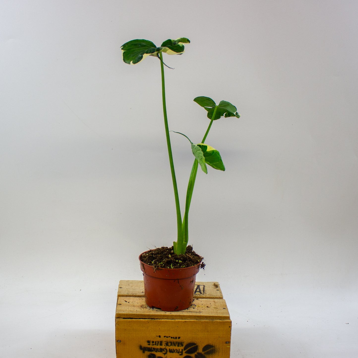 Alocasia mickey mouse 10.5cm H20cm