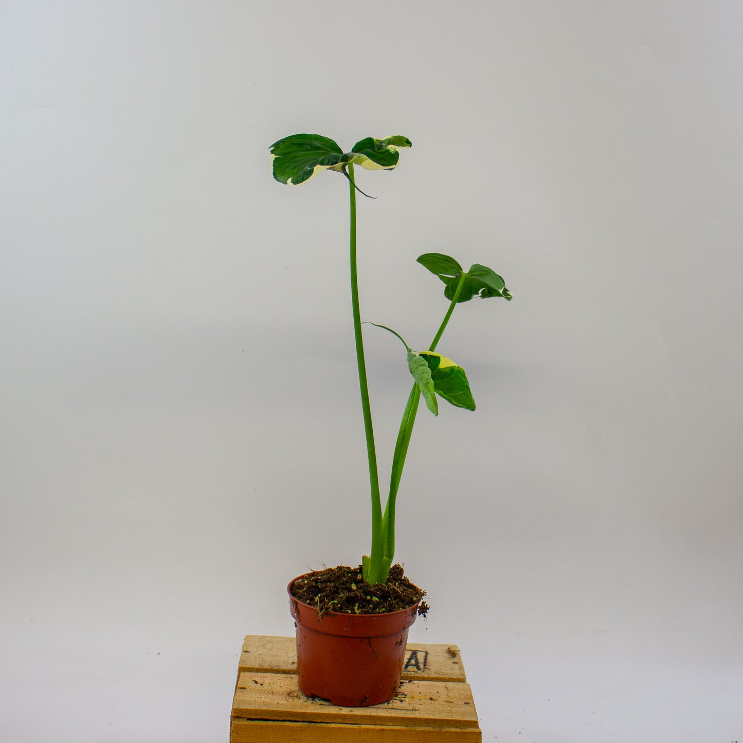 Alocasia mickey mouse 10.5cm H20cm