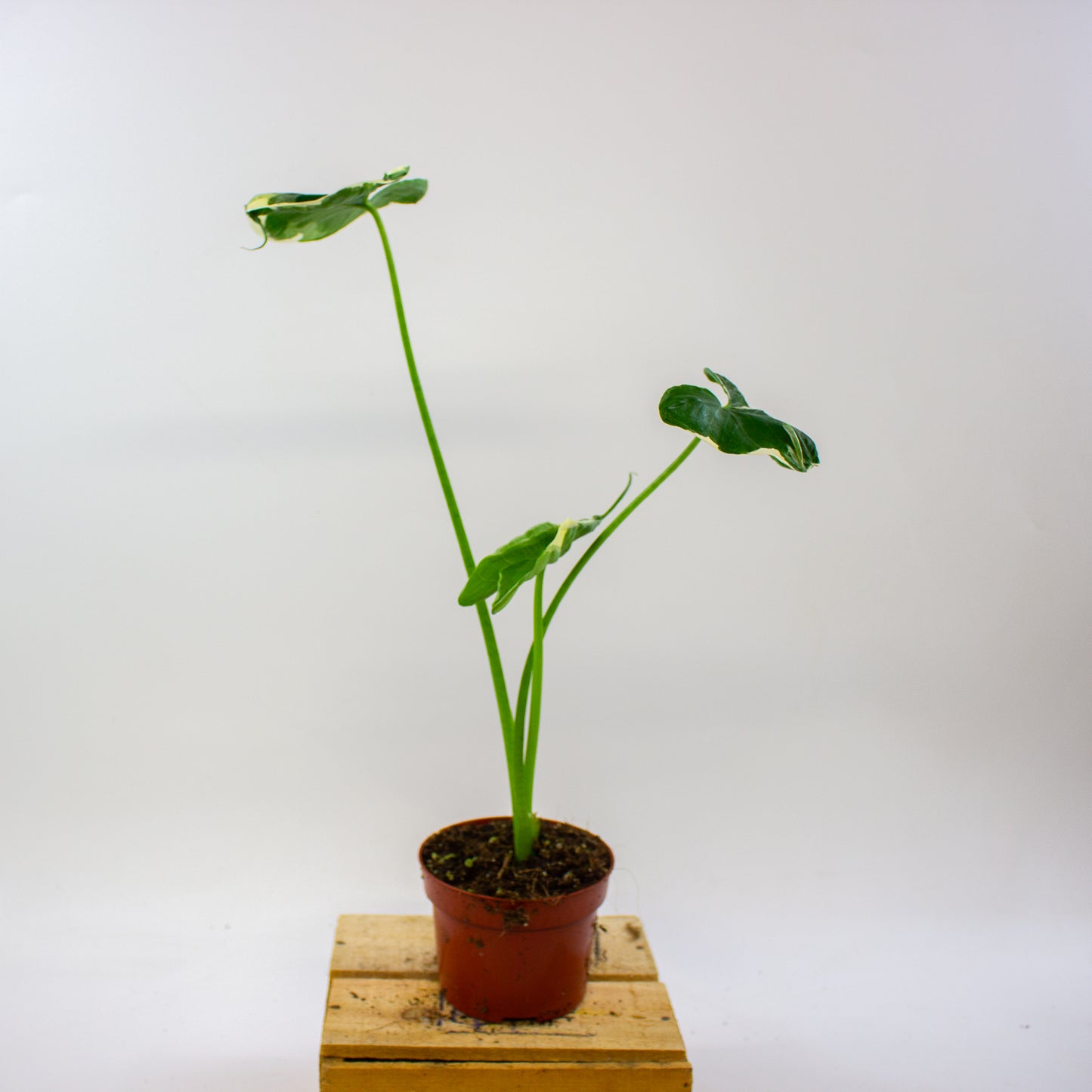 Alocasia mickey mouse 10.5cm H20cm