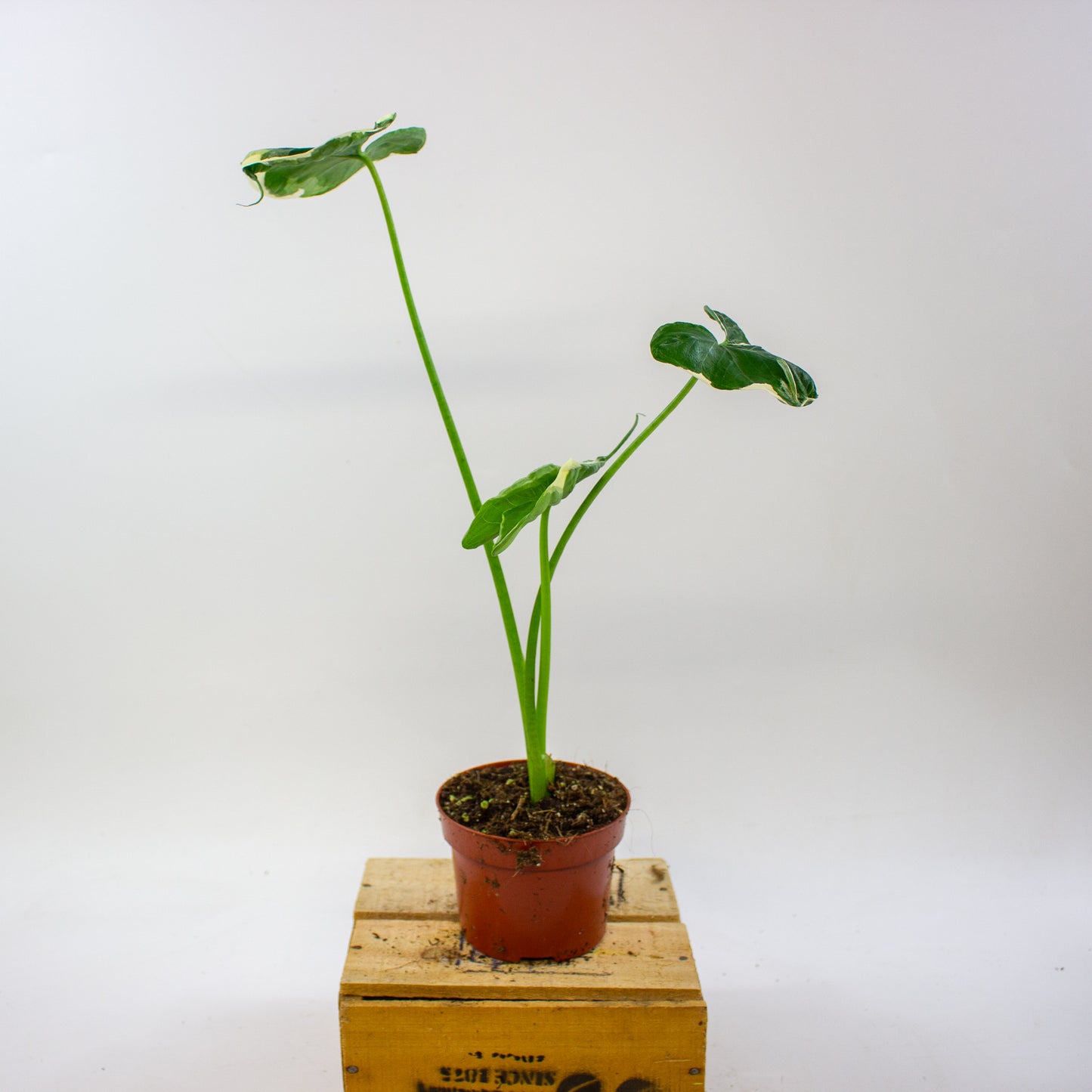Alocasia mickey mouse 10.5cm H20cm