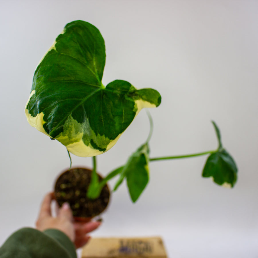 Xanthosoma albo-marginatum 'Mickey Mouse'