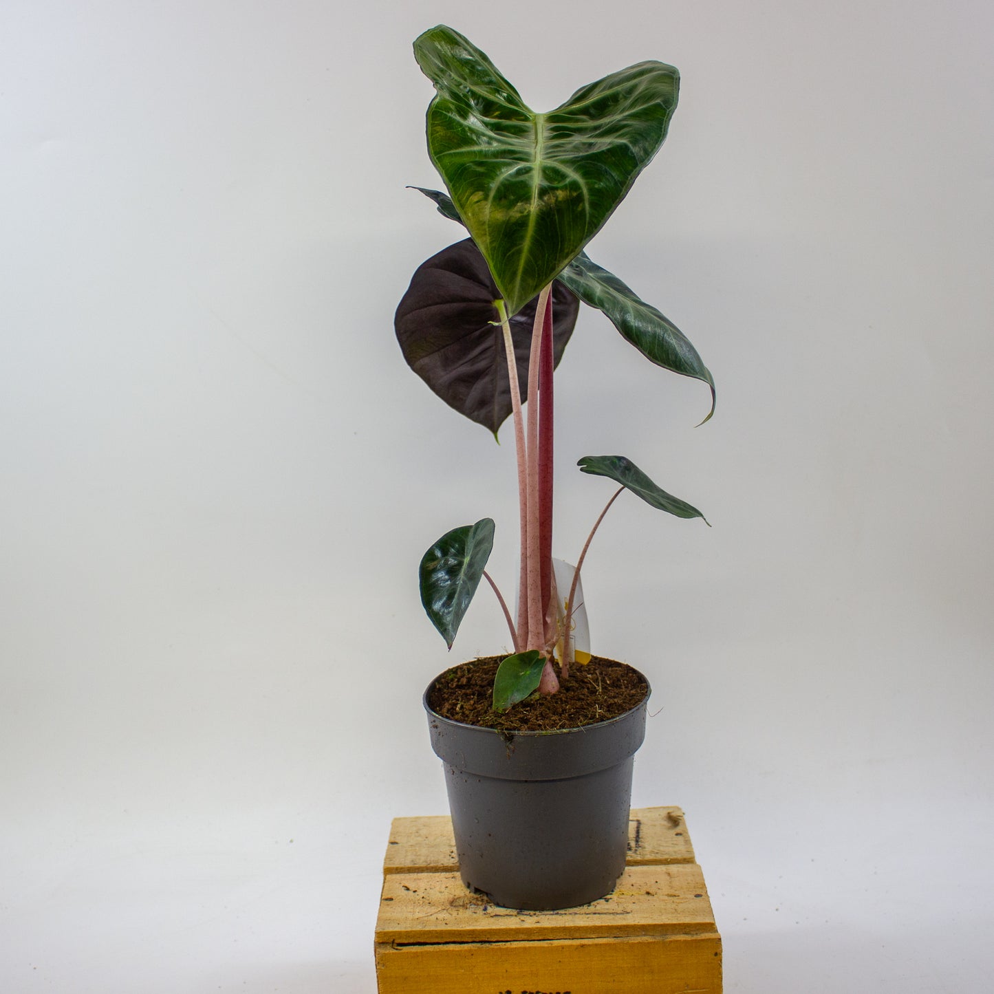 Alocasia Pink dragon 14cm H45cm