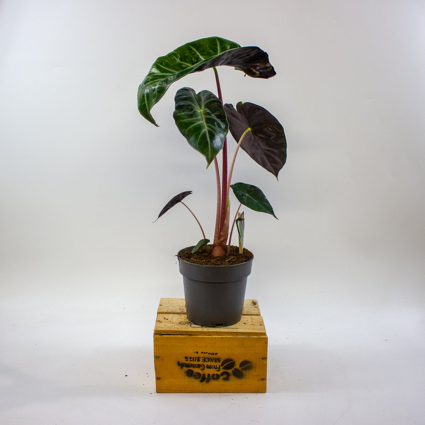 Alocasia Pink dragon 14cm H45cm